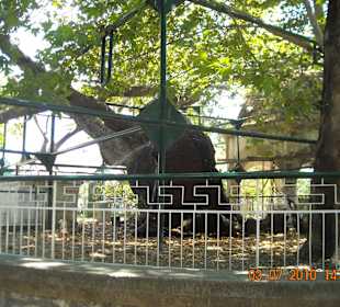 Platane des Hippocrates in Kos