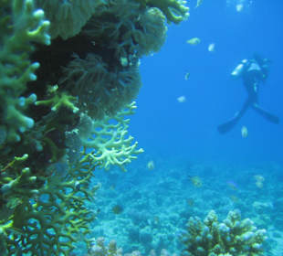 Schnorcheln Marsa Alam
