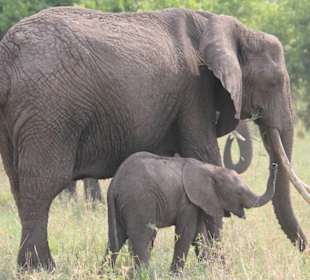 Elefanten