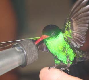 Kolibri beim Füttern