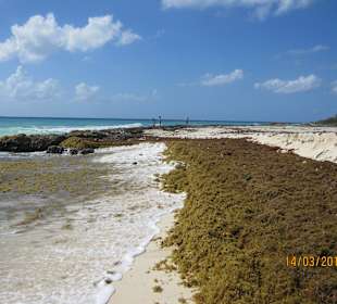 Naturstrand mit Seegrasanschwemmungen