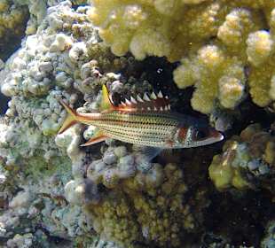 Schnorcheln Makadi Bay