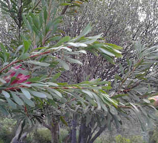 Botanischer Garten Kirstenbosch