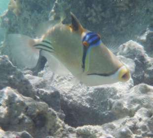 Baliste picasso arabe: plage de l'hotel