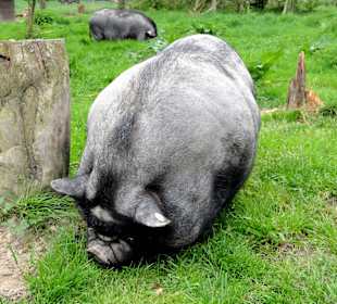 Hängebauchschweine im Streichelzoo