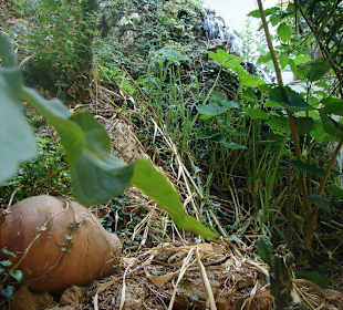 Schattiges Plätzchen