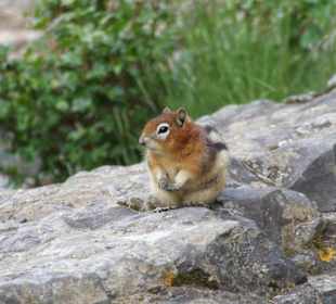 Zutraulich und verfressen!