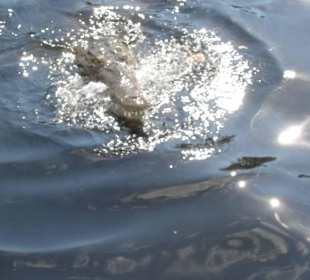 Jamaicanincentives Company Ltd.