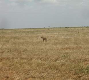 Tsavo ost
