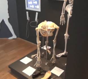 Niedersächsisches Landesmuseum