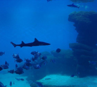 Palma Aquarium