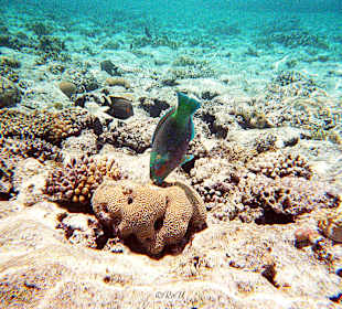 Rotes Meer: Schnorcheln 