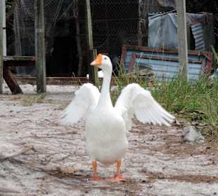 Monkey beach/park narodowy Penang