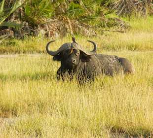 Wasserbüffel mit Kopfarbeiter