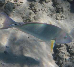 Schnorcheln Makadi Bay