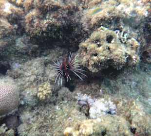 Rotfeuerfisch im Hausriff