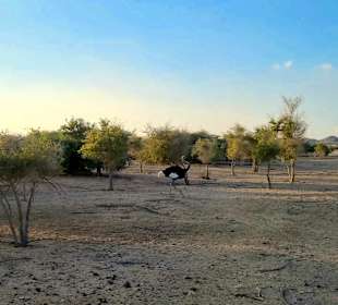 Arabian Wildlife Park