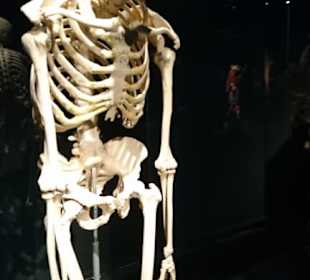 Stehendes Skelett.