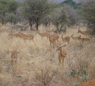 Tsavo West Nationalpark
