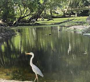Anse Intendance Landseite