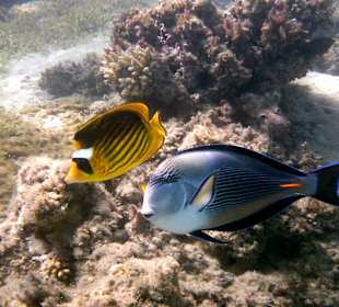 Schnorcheln Makadi Bay