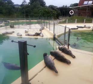 Seehundstation Norddeich in Norden,