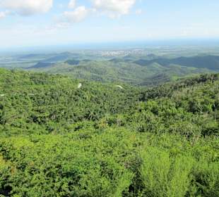 Der Weg zum Dschungel