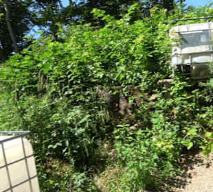 Burg Hölnstein Stetten u. Holstein