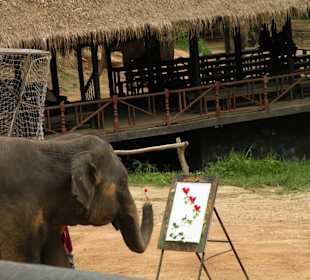 Maesa Elephant Camp