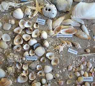Exponate des Muschelmuseums von Hooksiel