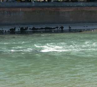 Fluss Etsch Altstadt