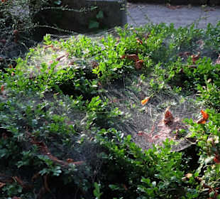 Herbststimmung auf dem Alten Friedhof Bonn