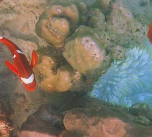 Nemo beim Schnorcheln