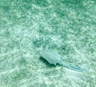 Schnorcheln am Hausriff