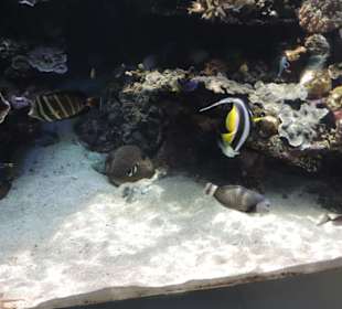 Im Aquarium unterwegs