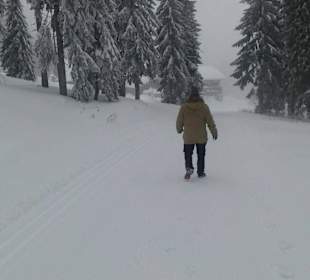 Schutzhütte kleiner Arber in Sicht