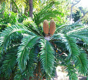 Monte Giardino tropicale