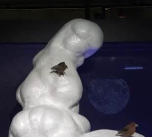 Naturparkzentrum Ruhestein