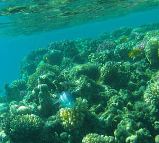 Schützt diese Unterwasserwelt