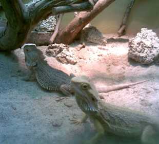 Vivarium 2
