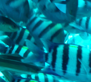 Ausflug mit U Boot auf Tauchfahrt 