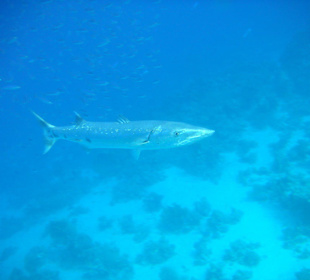 Brakuda