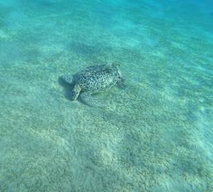 Schnorcheln Abu Dabab