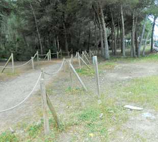 Weg in den Kiefernwald