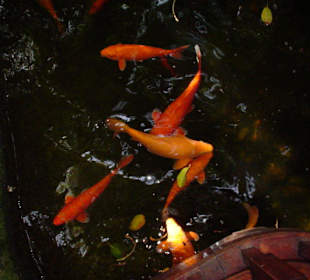 Koi Karpfen