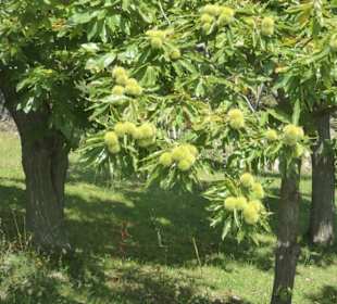 Wanderweg Keschtnweg