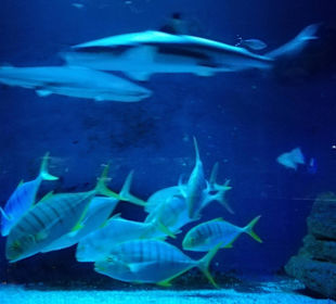 Aquarium