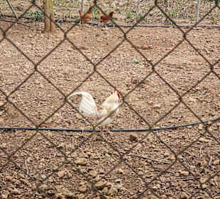 Safari Zoo