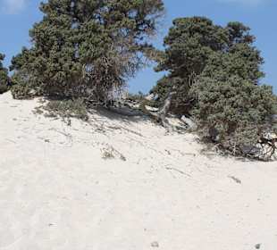 Sanddünen am Weg zum Badestrand