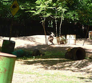 Zoo
